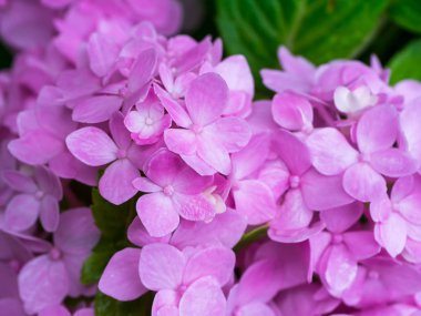 Hydrengea çiçek kadar kapatın.