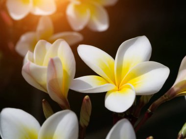 Beyaz kadar yakın ve Frangipani çiçek sarı güneş ışığı ile koyu arka plan (Plumeria) çiçek açan