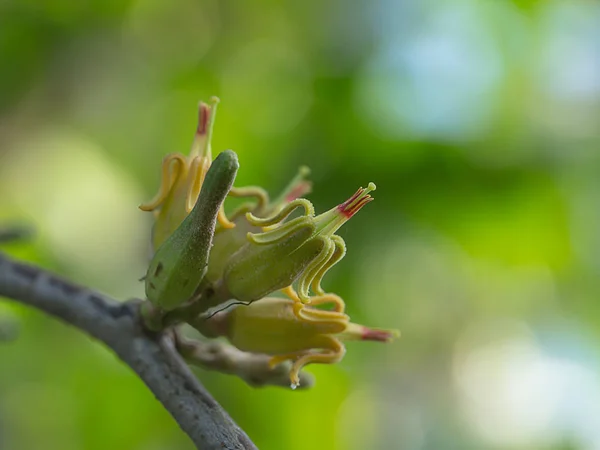 Kwiat Dendrophthoe Pięciopręcikowa Roślin Rozmycie Tła — Zdjęcie stockowe