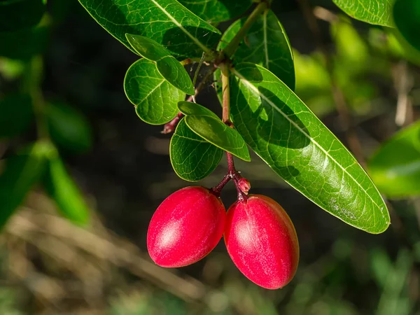 Carissa Carandas Frukt Träd Med Blad — Stockfoto