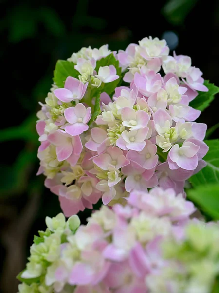 Nahaufnahme Hydrengea Blume — Stockfoto