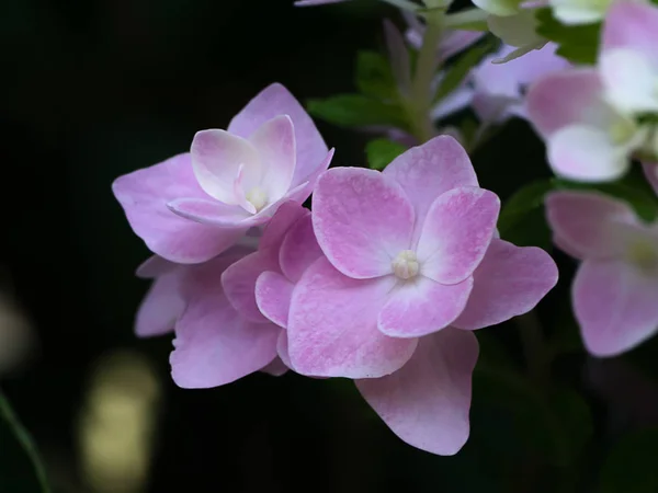 Закрыть Цветок Hydrengea — стоковое фото