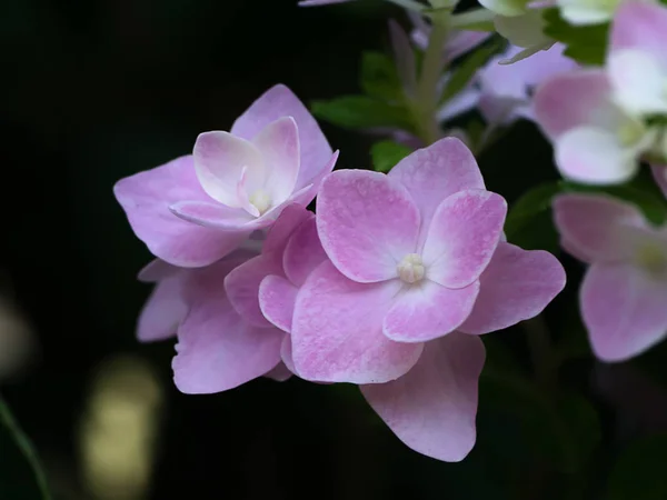 Hydrengea の花を閉じる — ストック写真