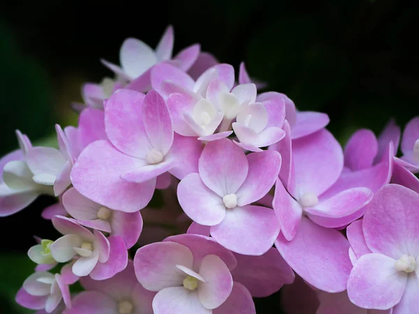 Cerca Hydrengea Flor — Foto de Stock