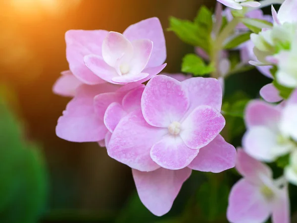 Kwiat Różowy Hydrengea Promieni Słonecznych Bliska — Zdjęcie stockowe