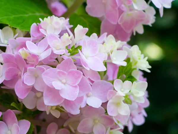 Close Van Hydrengea Bloem — Stockfoto