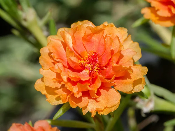 Närbild Portulaca Grandiflora Blomma — Stockfoto