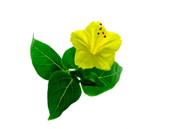 Fiore Giallo Mirabilis Jalapa Pianta Sfondo Bianco — Foto Stock