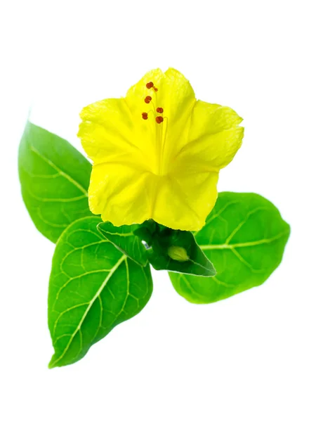 Yellow Flower Mirabilis Jalapa Plant White Background — Stock Photo, Image