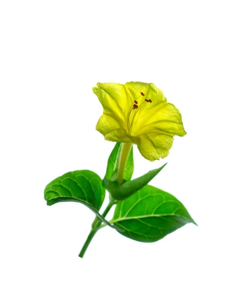 Gelbe Blume Der Mirabilis Jalapa Pflanze Auf Weißem Hintergrund — Stockfoto