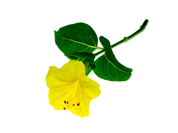 Yellow Flower Mirabilis Jalapa Plant White Background — Stock Photo, Image