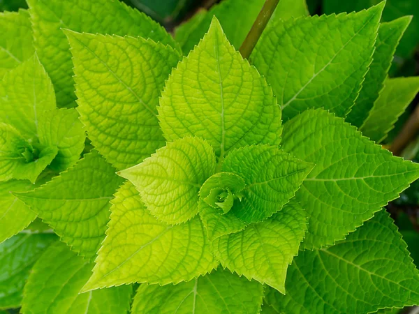 Close Hydrangea Leaf — Stock Photo, Image