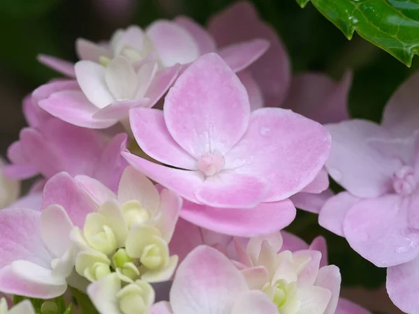 Nahaufnahme Hydrengea Blume — Stockfoto