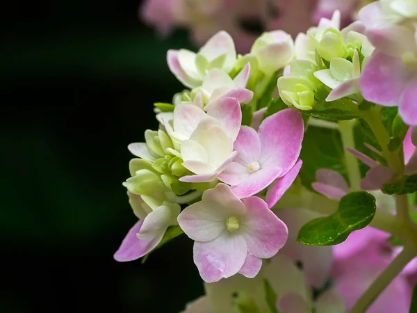 Fechar Hydrengea Flor — Fotografia de Stock