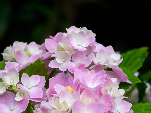 Nahaufnahme Hydrengea Blume — Stockfoto