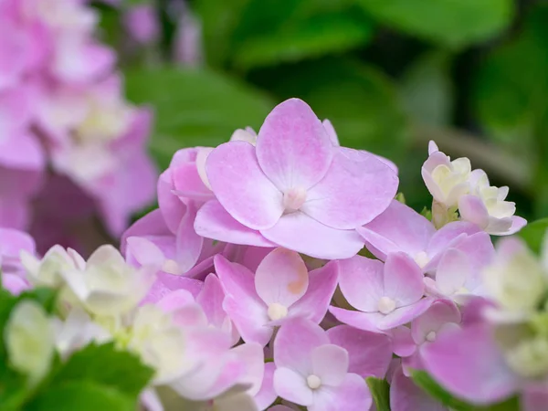 Nahaufnahme Hydrengea Blume — Stockfoto