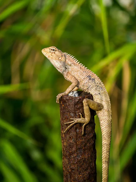 Lagarto Ferrugem Pólo Com Fundo Desfocado — Fotografia de Stock