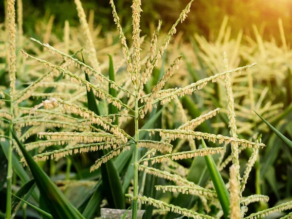 Primer Plano Flor Maíz Con Luz Solar — Foto de Stock