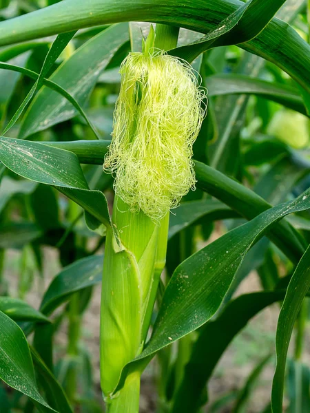 Close Young Corn Growing — Stock Photo, Image