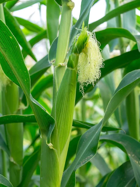 Close Young Corn Growing Tree — Stock Photo, Image