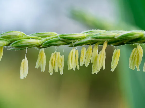 トウモロコシの花の花粉を閉じる — ストック写真