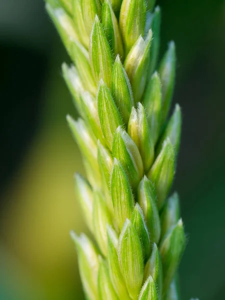 トウモロコシの花のクローズ アップ — ストック写真