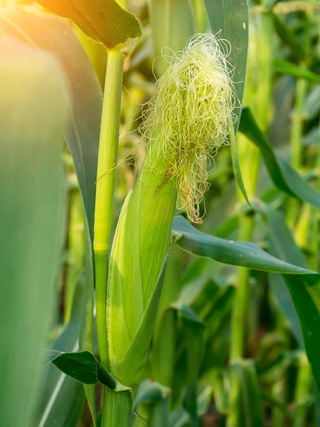 Close Young Corn Growing Sunlight — Stock Photo, Image