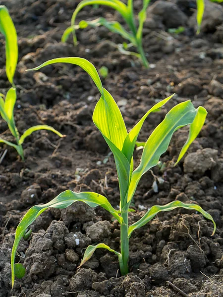 Jonge Maïs Planten Agrarische Percelen — Stockfoto