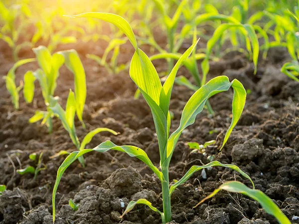 Young Corn Plants Agricultural Plots Sunlight — Stock Photo, Image