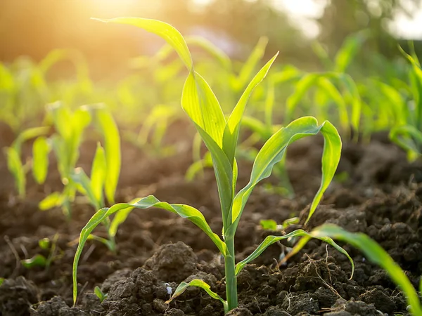 Plantas Jóvenes Maíz Parcelas Agrícolas — Foto de Stock