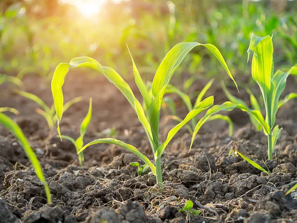 Молодые Кукурузные Растения Сельскохозяйственных Участках Солнечным Светом — стоковое фото
