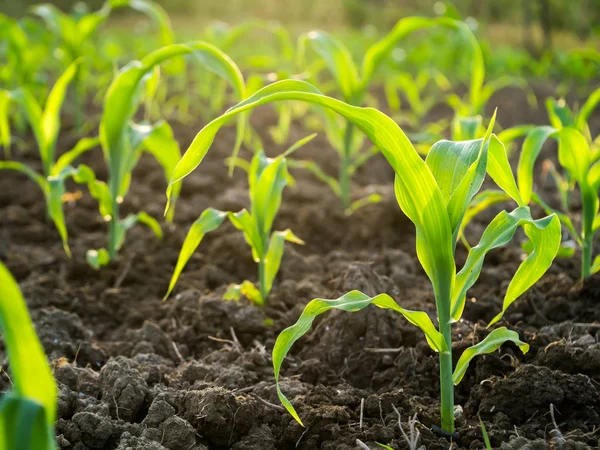 Jonge Maïs Planten Agrarische Percelen — Stockfoto