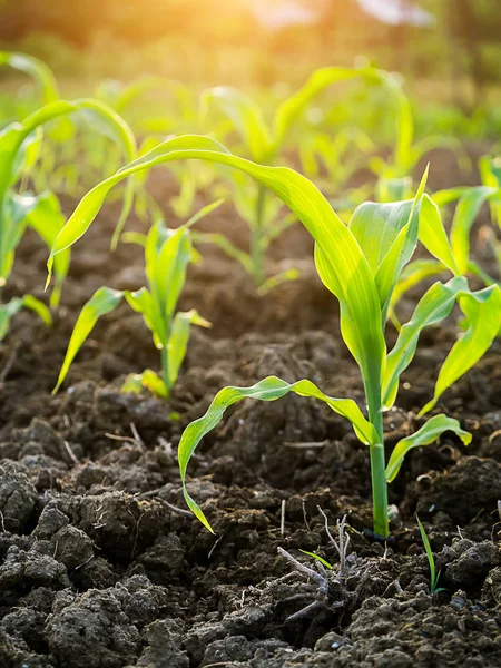 Plantas Jóvenes Maíz Parcelas Agrícolas Con Luz Solar — Foto de Stock