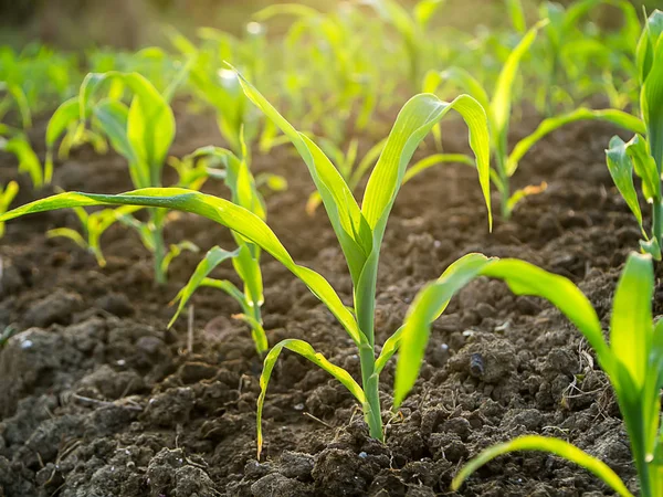 Young Corn Plants Agricultural Plots — Stock Photo, Image