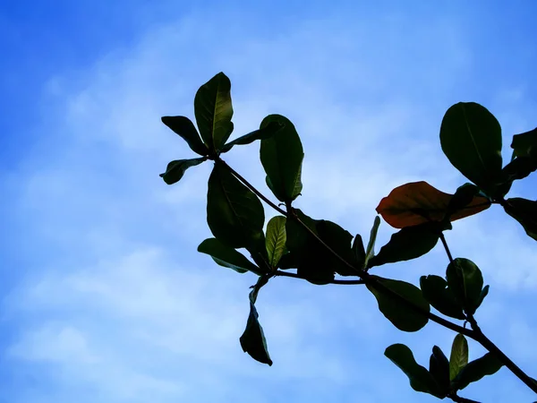 Silhouette Leaves Blue Sky — Stock Photo, Image
