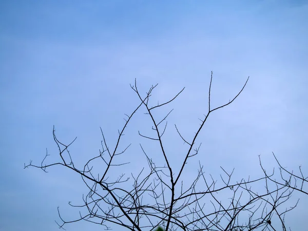 Silueta Větev Modrou Oblohou — Stock fotografie