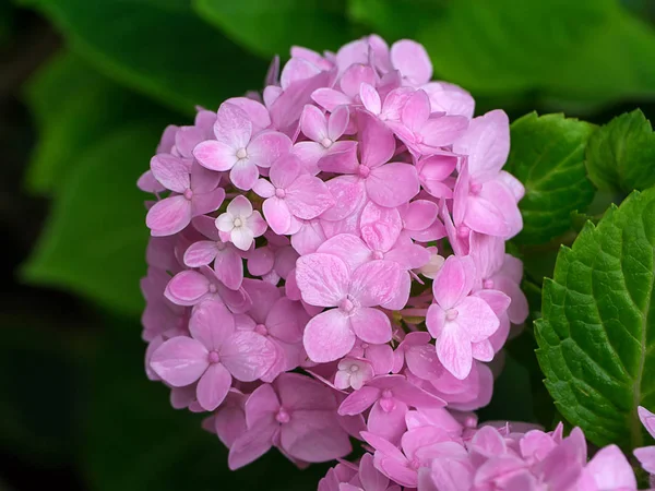 Uzavřít Hydrengea Květ — Stock fotografie