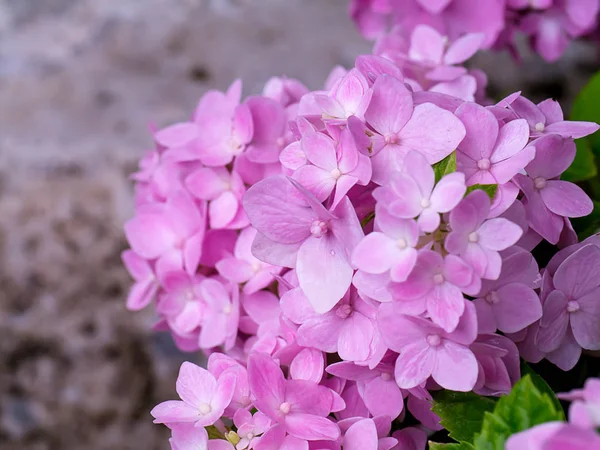 Uzavřít Hydrengea Květ — Stock fotografie