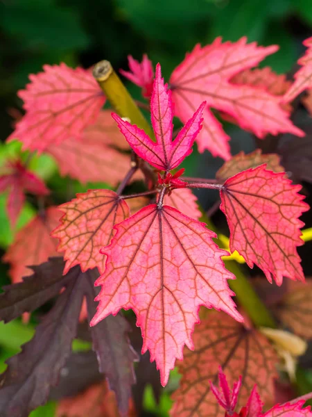 Ibisco Mirtillo Rosso Scuro Pianta Rosmarino Africano Ibisco Acetosella — Foto Stock