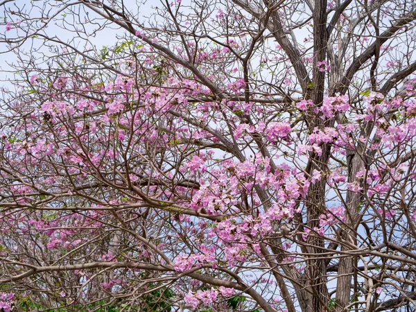 Květ Růžový Trubku Tabebuia Rosea Strom — Stock fotografie