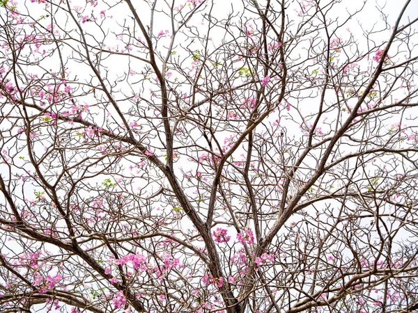 Květ Růžový Trubku Tabebuia Rosea Strom Pozadí Zbělalo — Stock fotografie