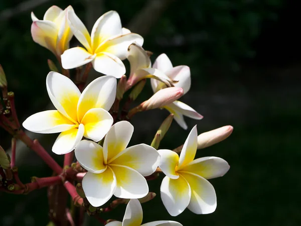 Nahaufnahme Von Weißen Und Gelben Frangipani Blüten Plumeria Mit Dunklem — Stockfoto