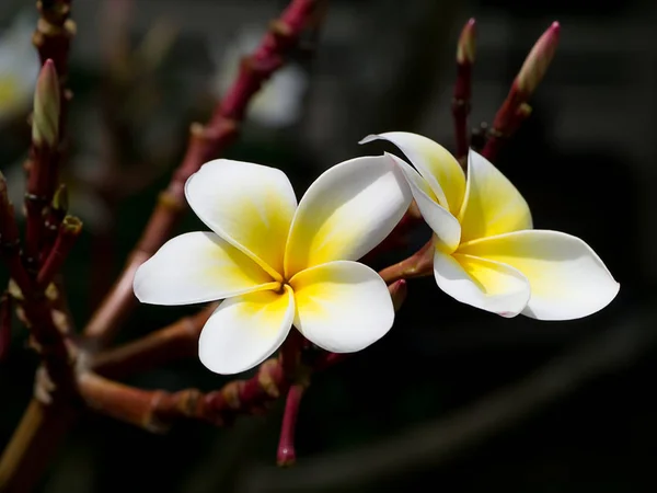 Close White Yellow Frangipani Flower Plumeria Dark Background — Stock Photo, Image