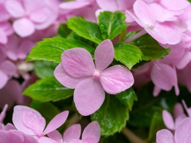 Hydrengea çiçek kadar kapatın.