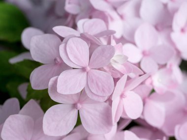 Yumuşak pembe Hydrengea çiçek kadar kapatın.