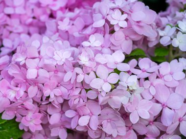 Pembe Hydrengea çiçek arka kapatmak.