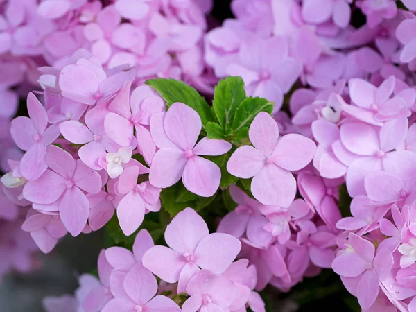 Close Pink Hydrengea Flower Background — Stock Photo, Image