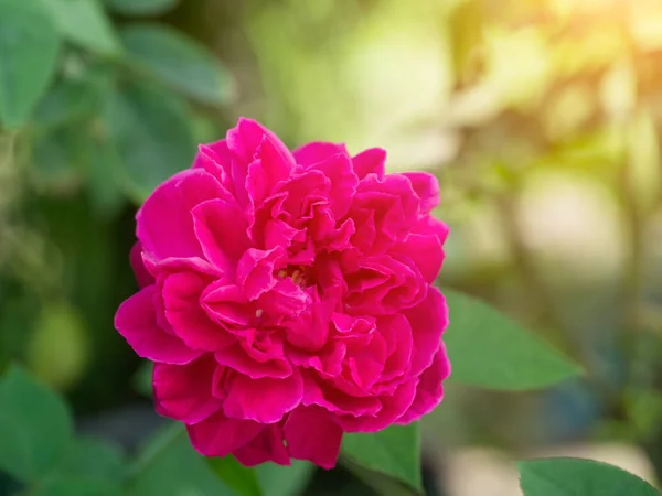 Rosa Escuro Damasco Flor Rosa Rosa Damascena Com Luz Solar — Fotografia de Stock