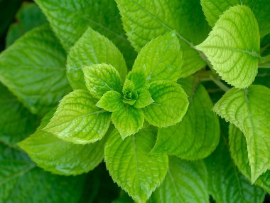 Ortanca yaprak kadar kapatın.