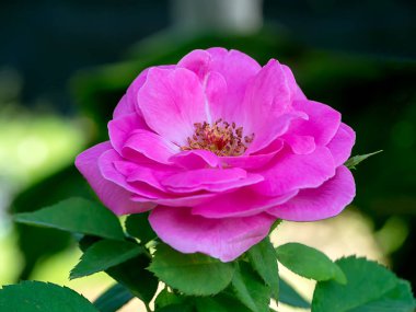 Damask Gülü 'nün Pembe Çiçeği. (Rosa Damascena)